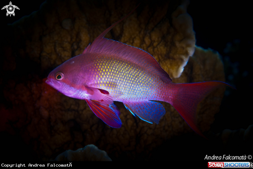 A Anthias