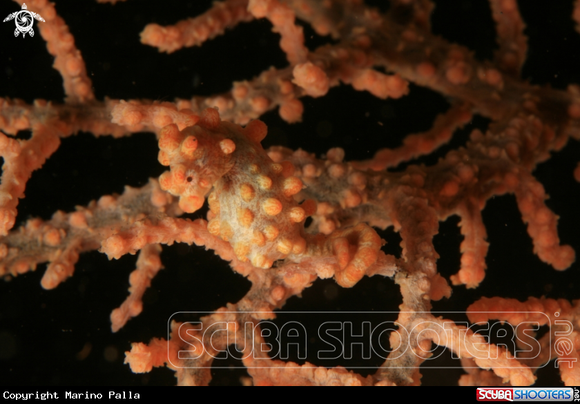 A Pigmy Sea Horse