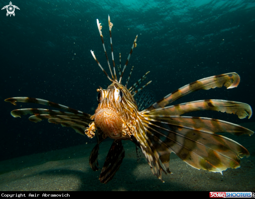 A underwater creature
