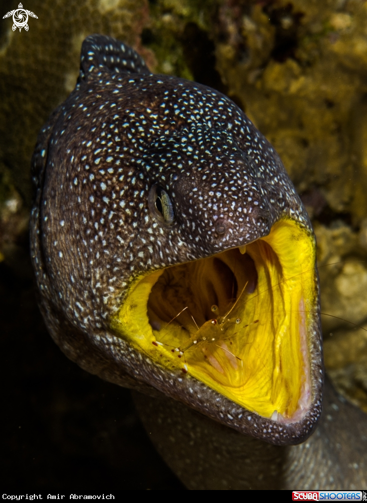 A underwater creature
