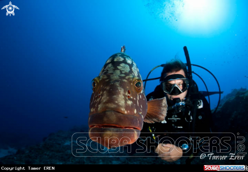 A Grouper