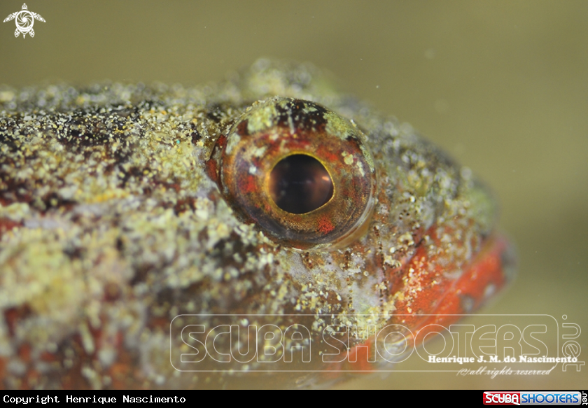 A Gobius