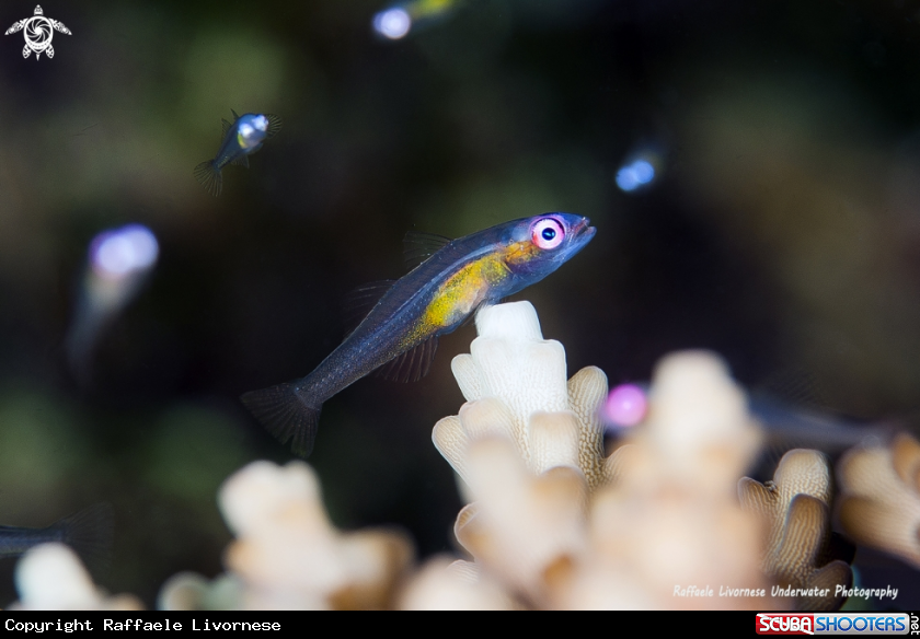 A Goby