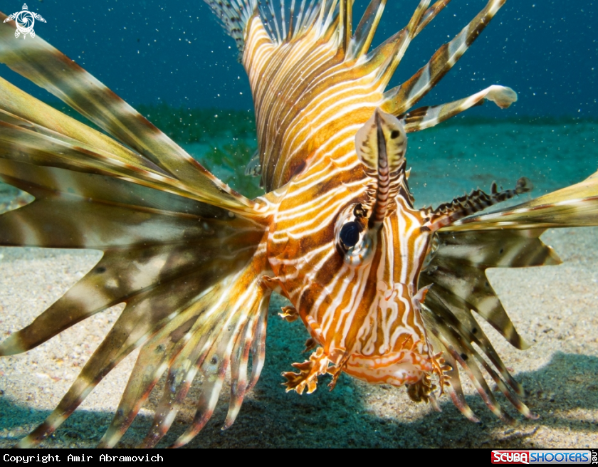 A underwater creature