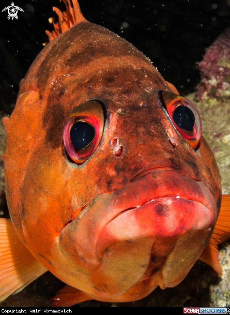 A underwater creature