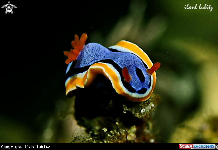 A Chromodoris annae 