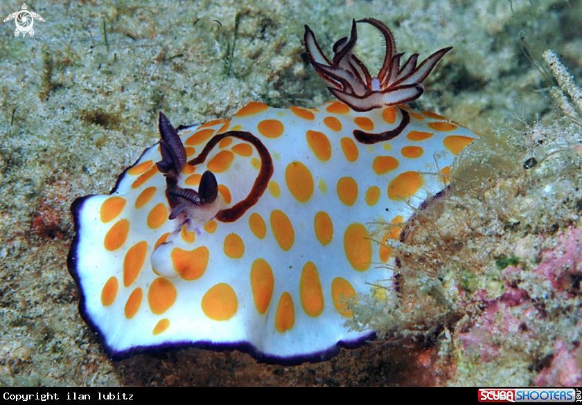 A Nudibranch