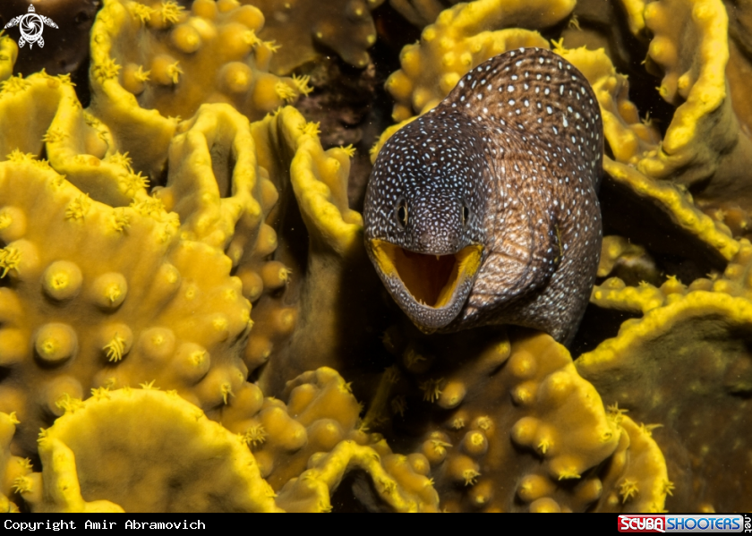 A underwater creature