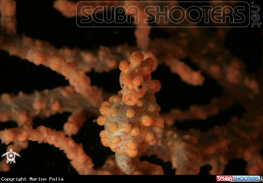 A Pigmy Sea Horse