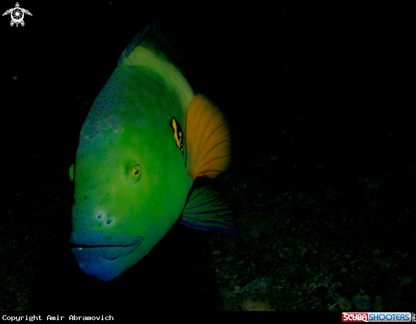 A underwater creature