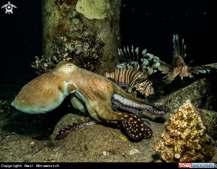 A underwater creature