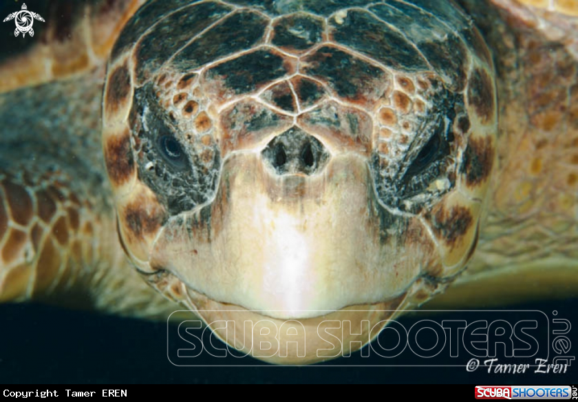 A Caretta