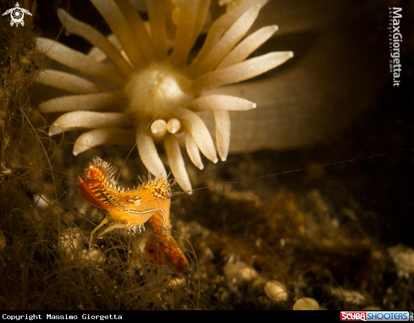 A donald duck shrimp