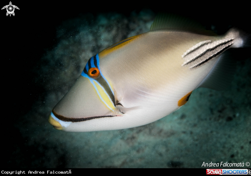 A Pesce Balestra