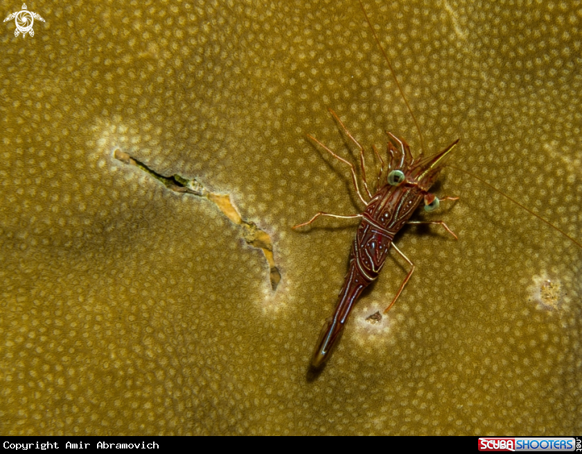 A underwater creature