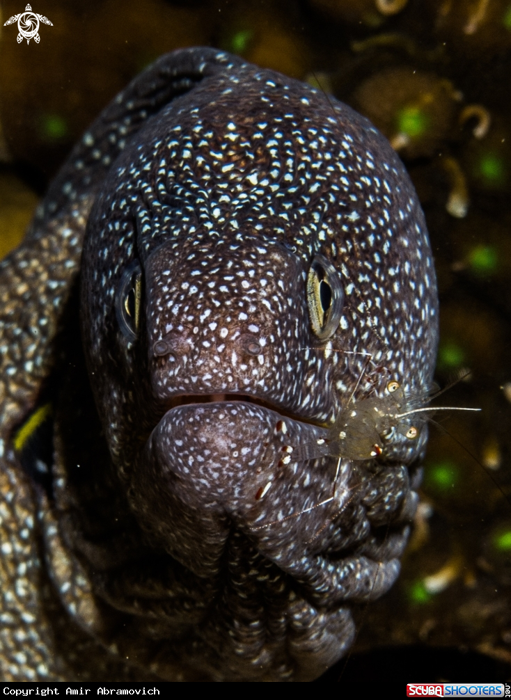 A underwater creature