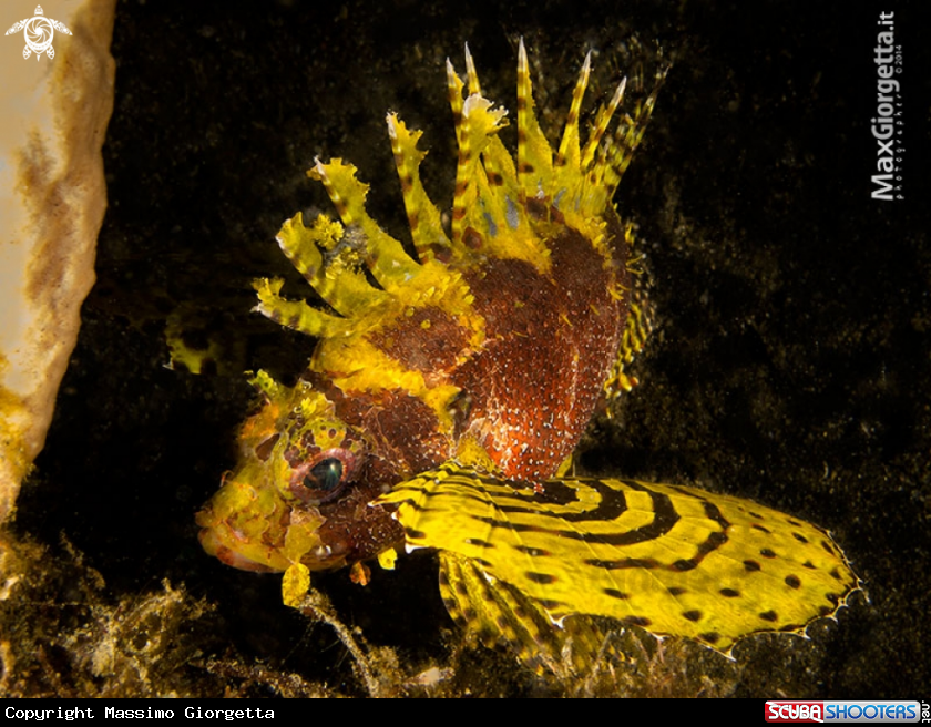 A Shortfin Lionfish