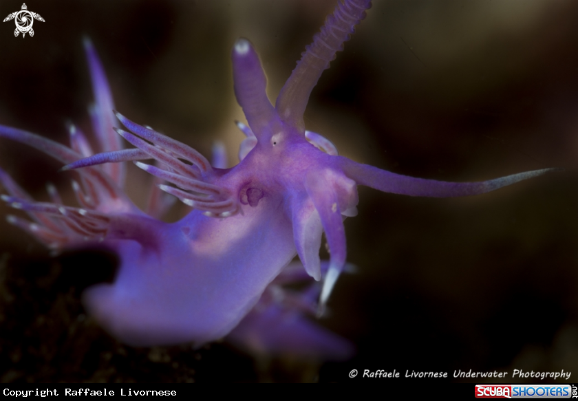 A Flabellina affinis