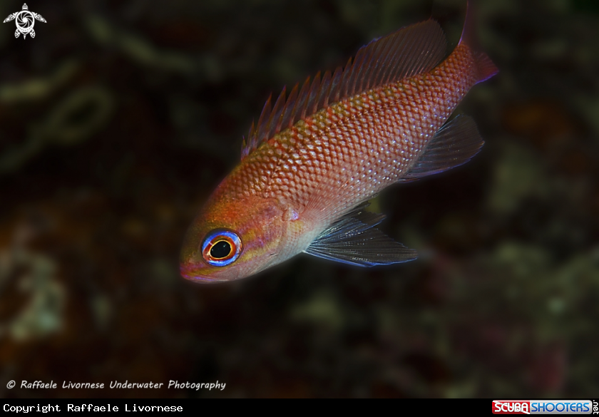 A Anthias