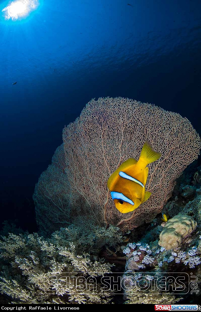 A nemo fish
