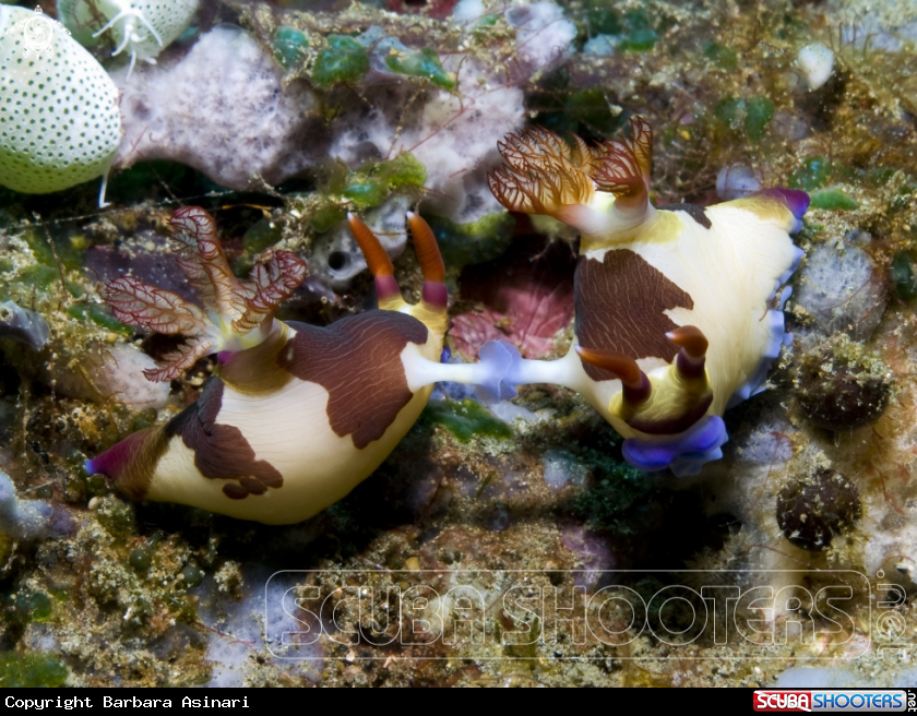 A Nudibranch