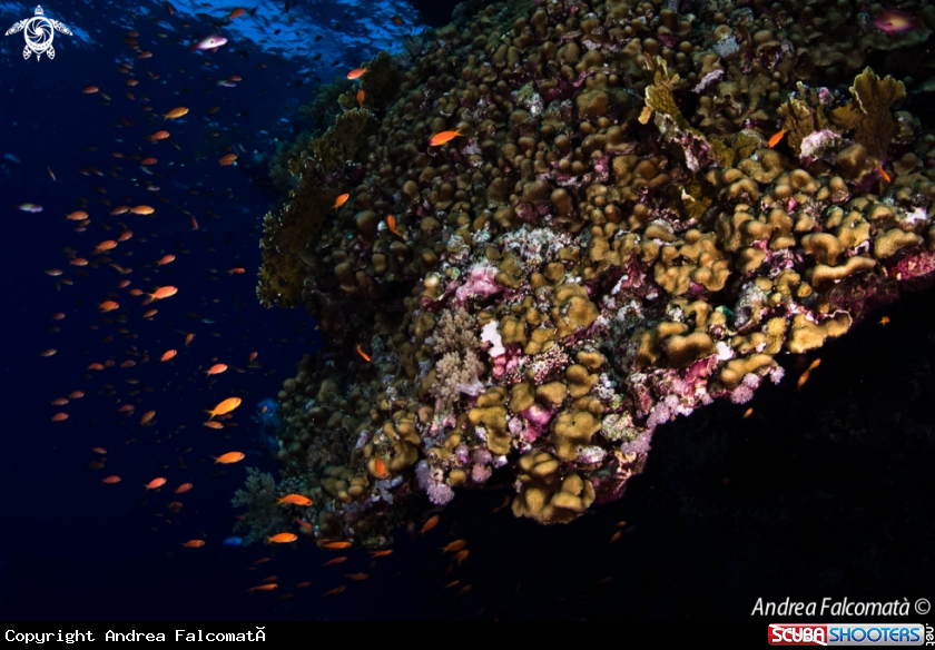 A Fish & reef
