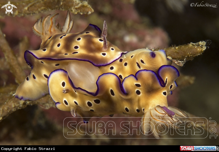 A Hypselodoris tryoni
