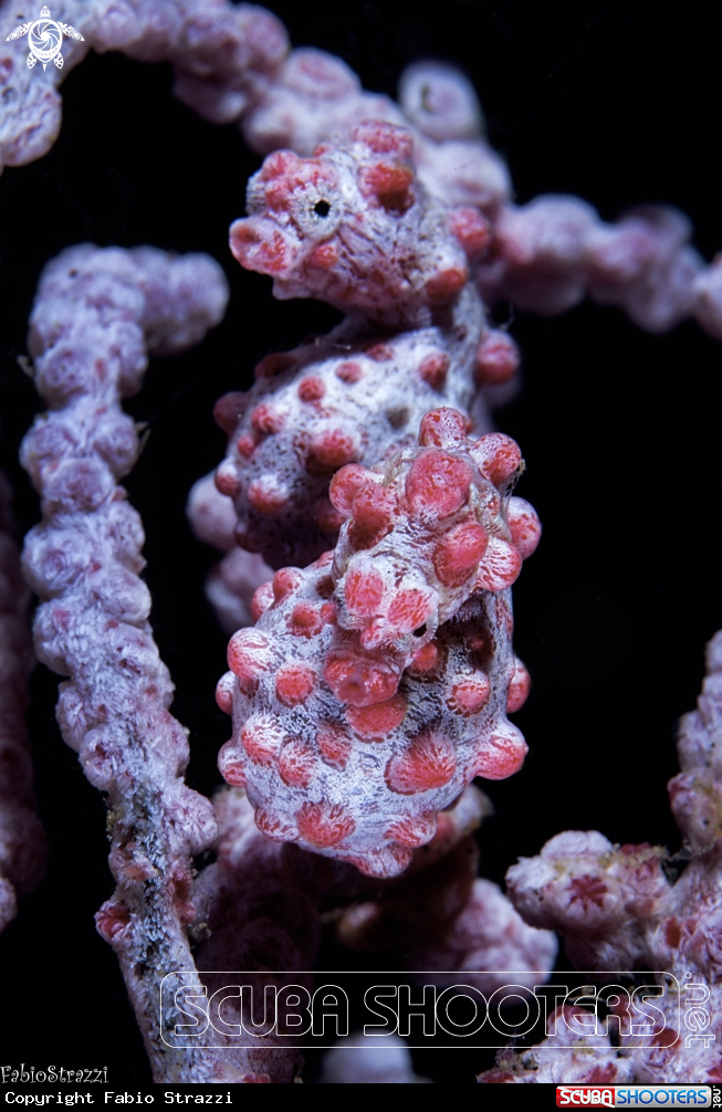 A Pigmy seahorse