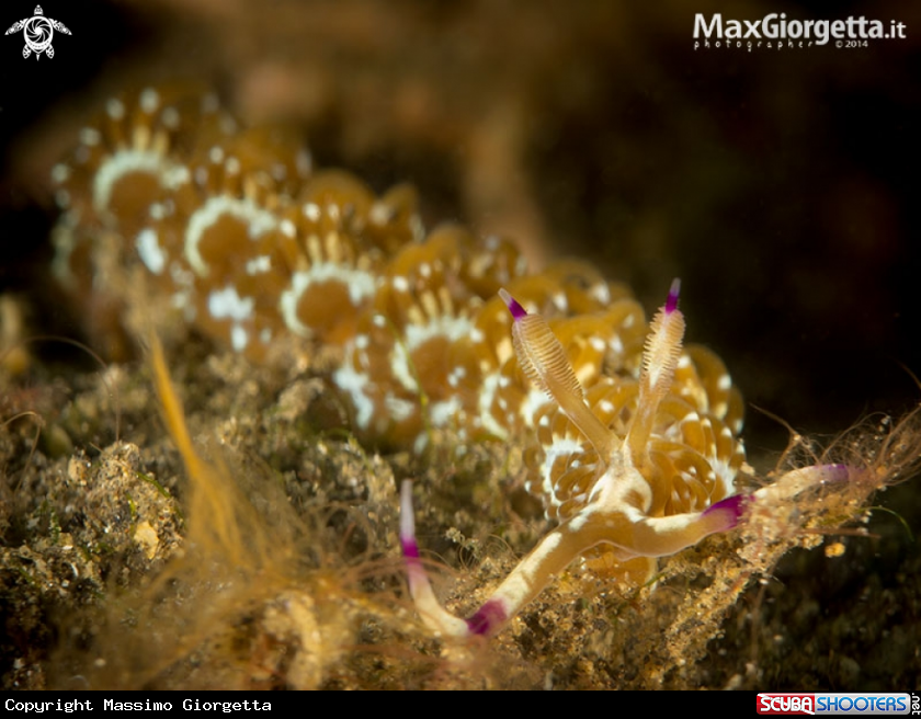 A nudibranch
