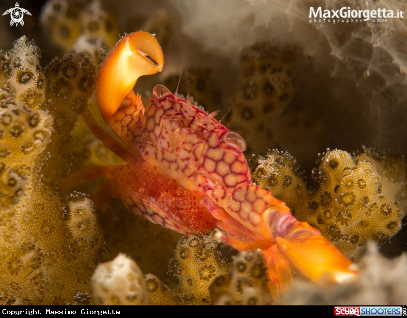 A  Yellow-spotted Guard Crab with eggs