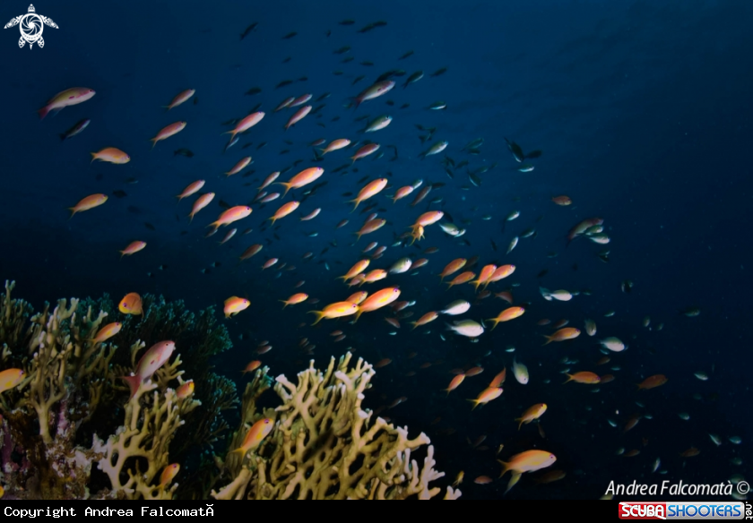A Fish & Reef