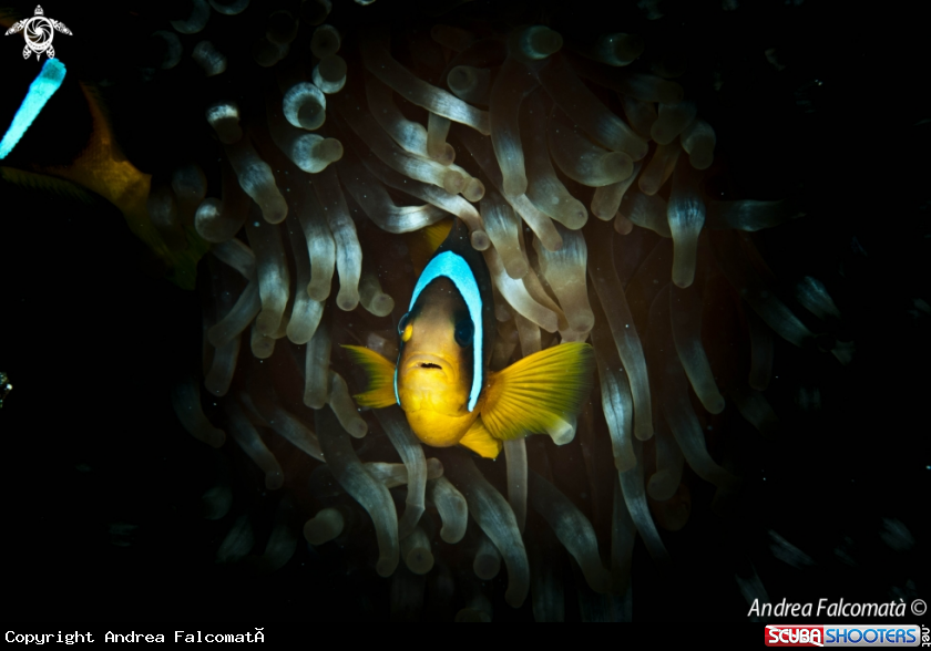 A ClownFish & Anemone