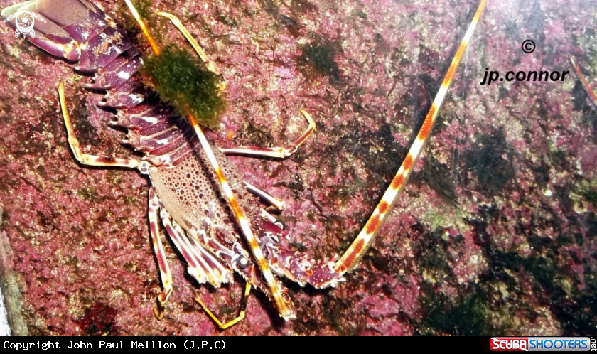 A Langouste