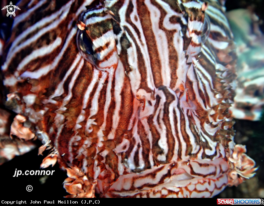 A Lionfish