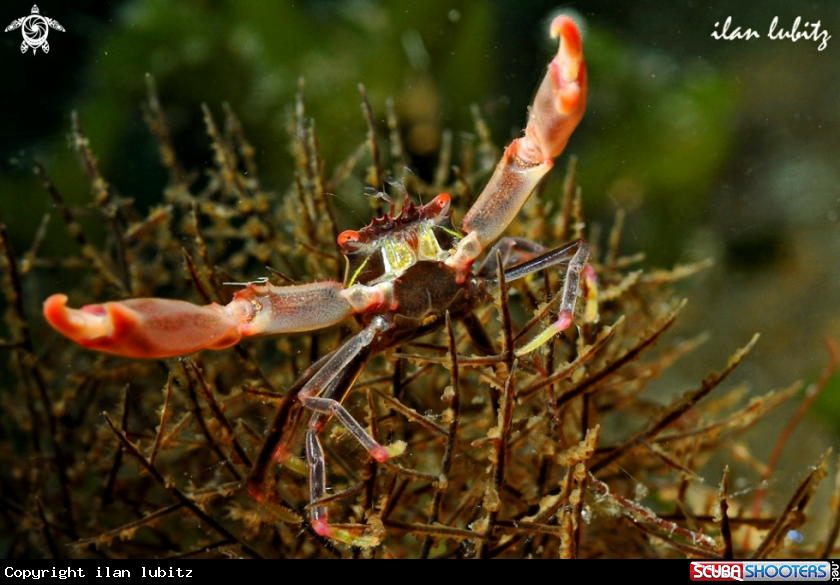 A crab