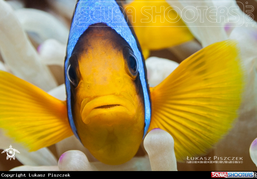 A Red Sea Anemonefish