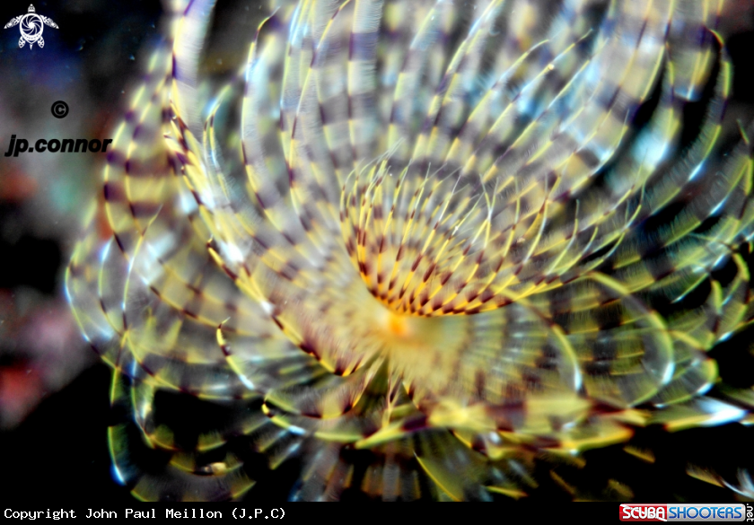A Spirographe