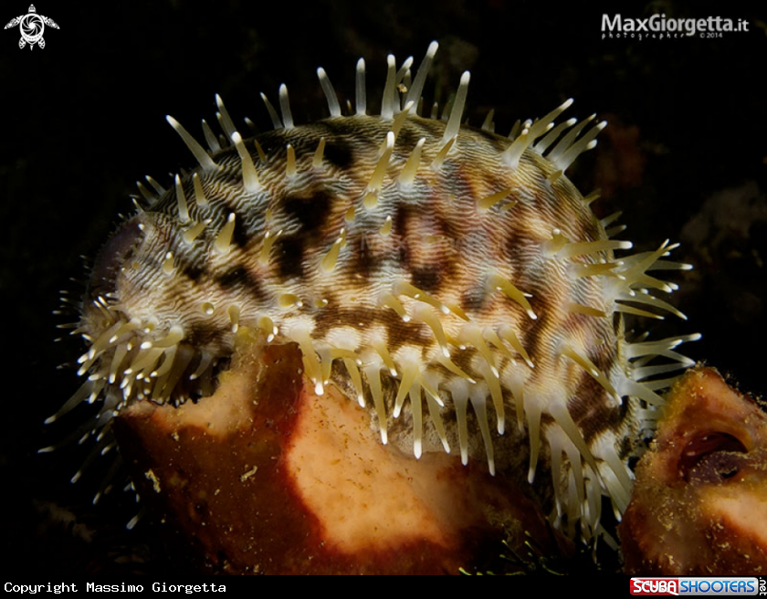 A Cypraea tigris