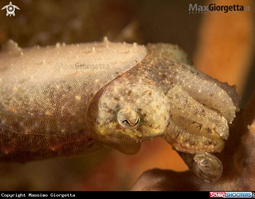 A jouvenile cuttle fish