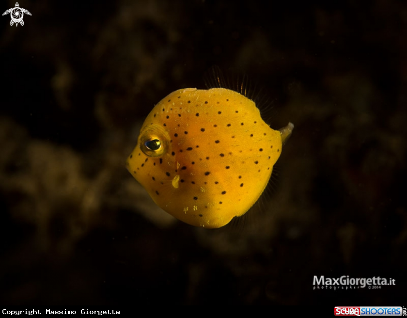 A jouvenile file fish