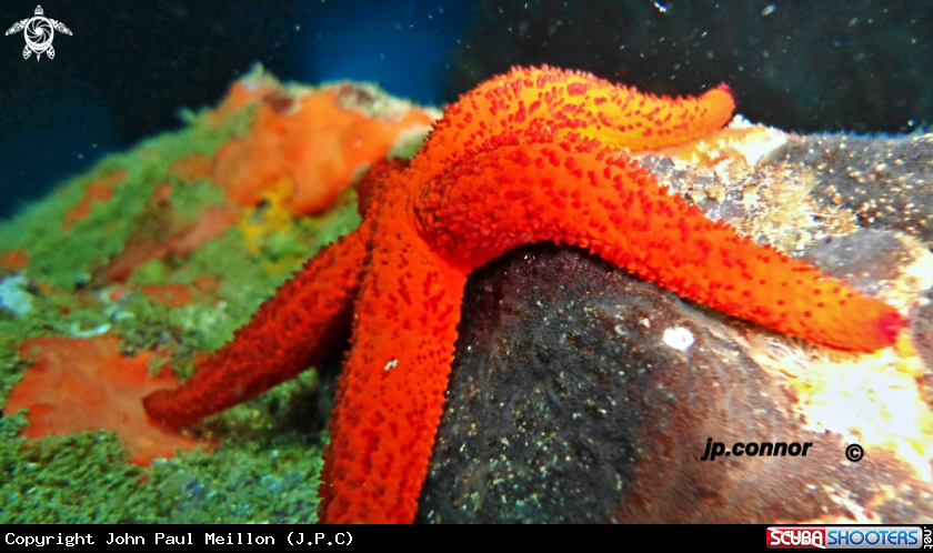 A Etoile de Mer Rouge