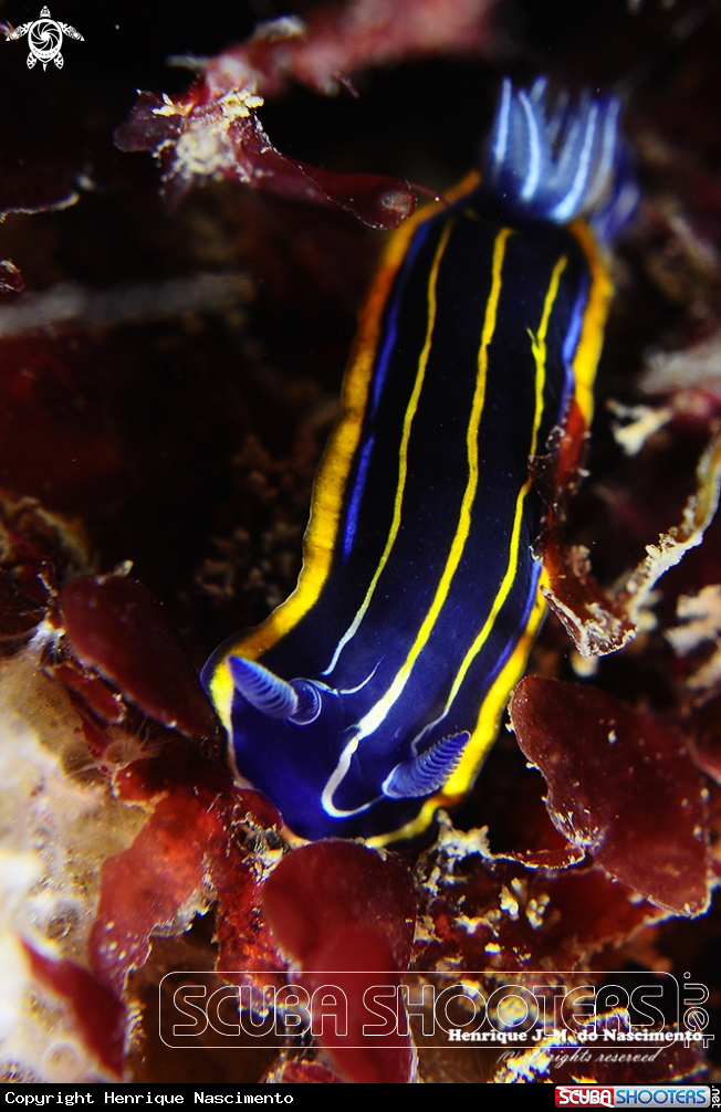 A Nidibranch