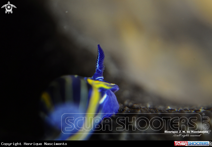 A Nidibranch
