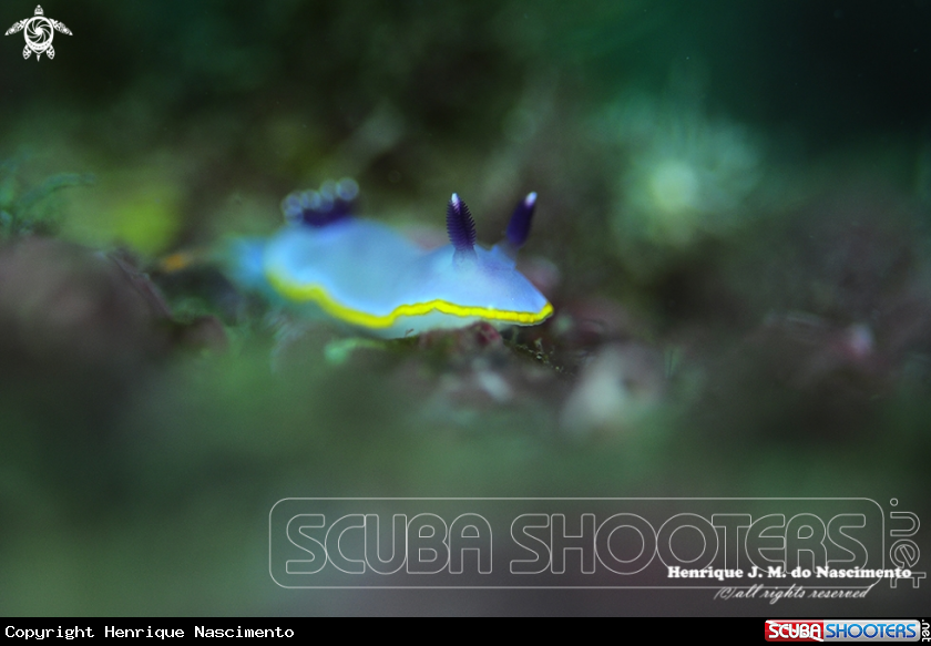 A Nudibranch