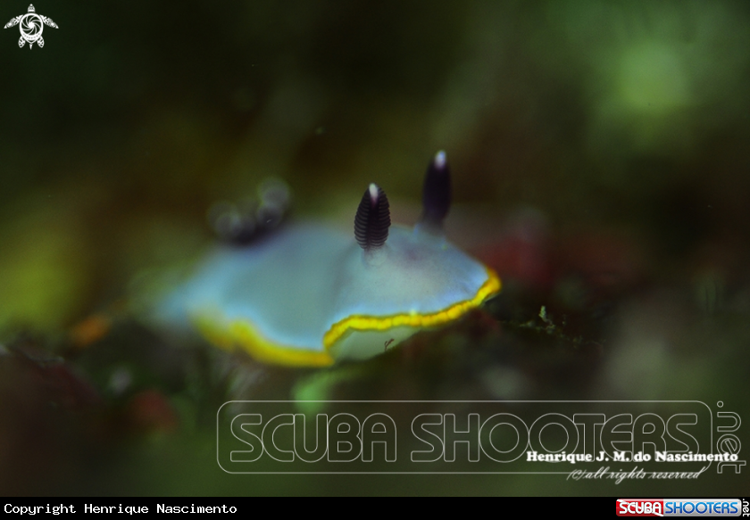 A Nudibranch