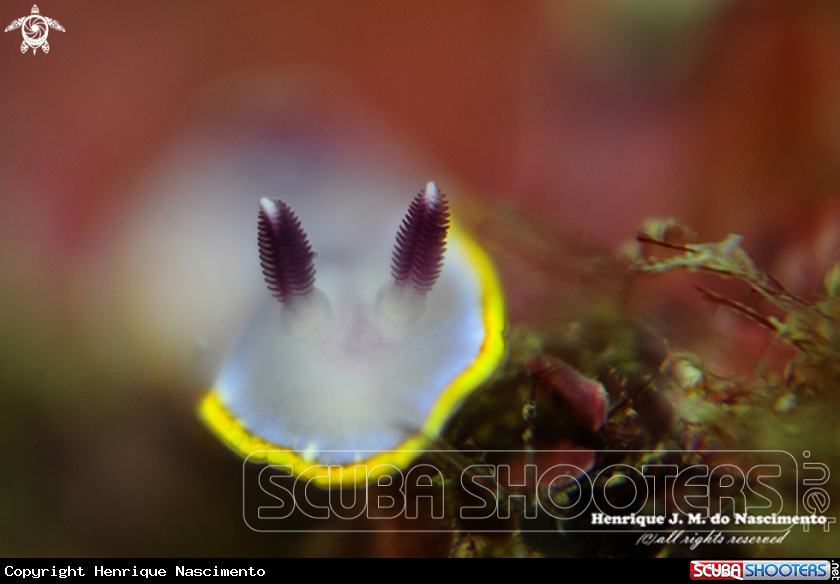 A Nudibranch