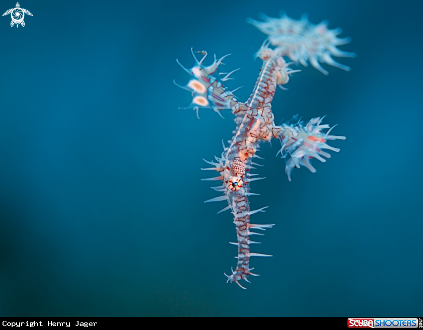 A Harlequin ghostpipefish