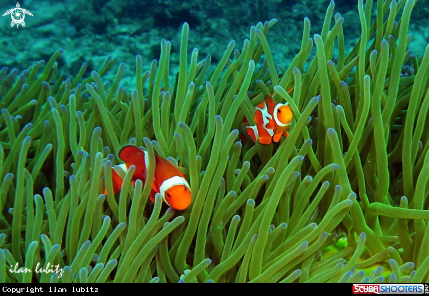 A Sea Anemone and Nemo