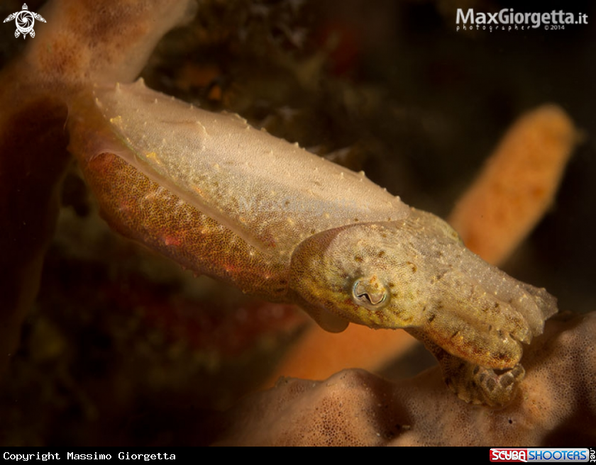A jouvenile cuttle fish