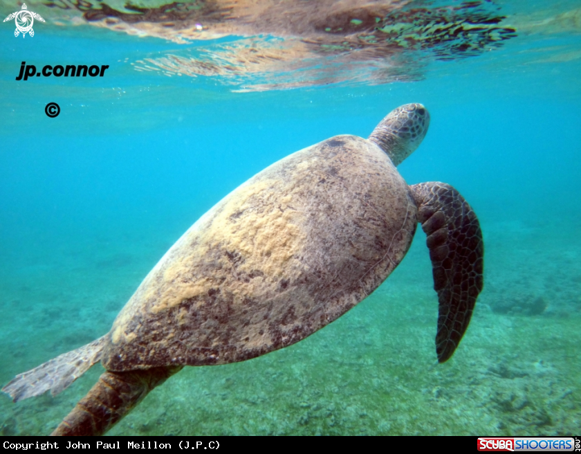 A Tortue Verte